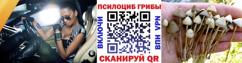 omg ссылка  наркота  Дюртюли  Псилоцибиновые грибы MAGIC MUSHROOMS 